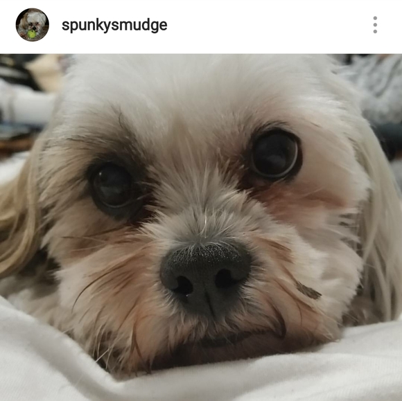 πΎHappy & Healthy Puppy!!!πΎ New Picture Added! - Picture 2 of 7